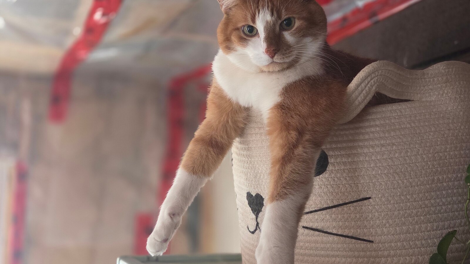 A relaxed cat resting in a basket