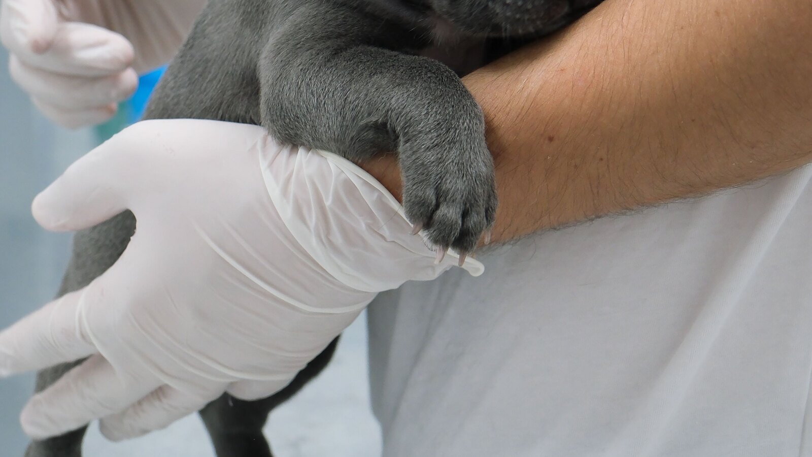 Puppies and kittens