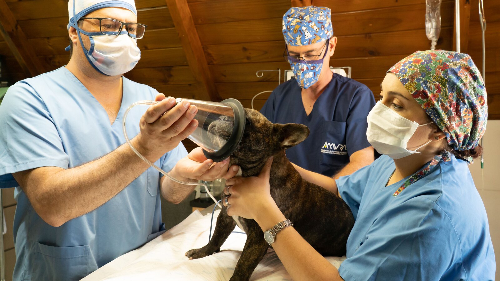 The team caring for a patient at Harbour Veterinary Clinic